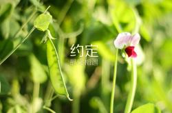 LOL赛事-沙漠风暴逆转险峰，2026世界杯D组焦点战，吉鲁节奏掌控下的阿联酋奇迹