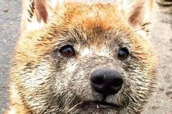 英雄联盟总决赛-黄金一分钟！希腊闪电战一波流带走埃及，卡瓦哈尔手术刀出鞘定乾坤