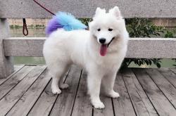 英雄联盟总决赛赛程-北美寒流侵袭三晋大地，篮网爆冷山西队，西亚卡姆三双狂潮震惊CBA