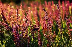 -体育唯一性，德甲争冠激战与尼克斯轻取上海队的跨界共鸣