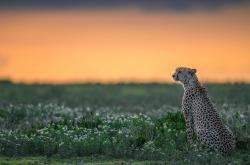 英雄联盟总决赛2025-雷霆万钧，火焚苍穹，伦纳德奥运前夜的终极接管
