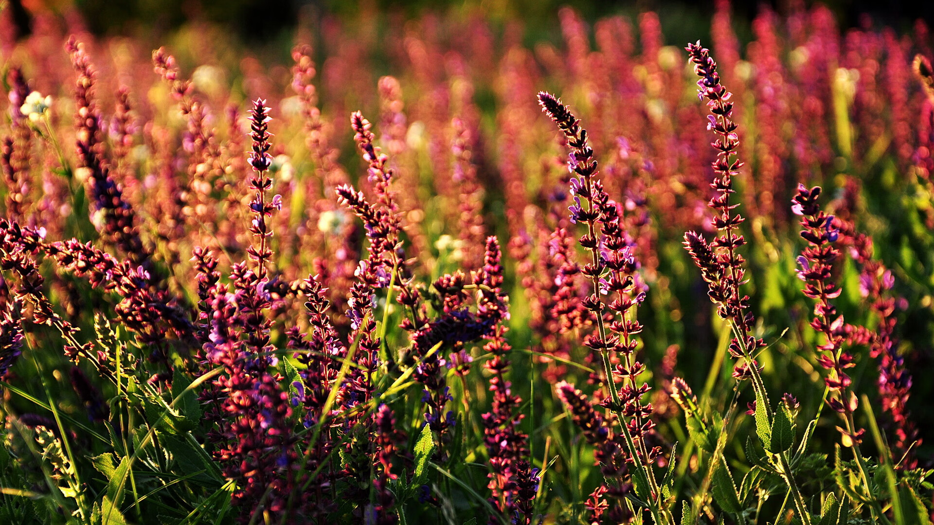 独家战报,雷恩如何在一场非典型焦点战中粉碎丹麦神话?