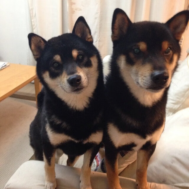 当纪录之夜遭遇跨界狙击,吉林队如何让约基奇里程碑变里程悲