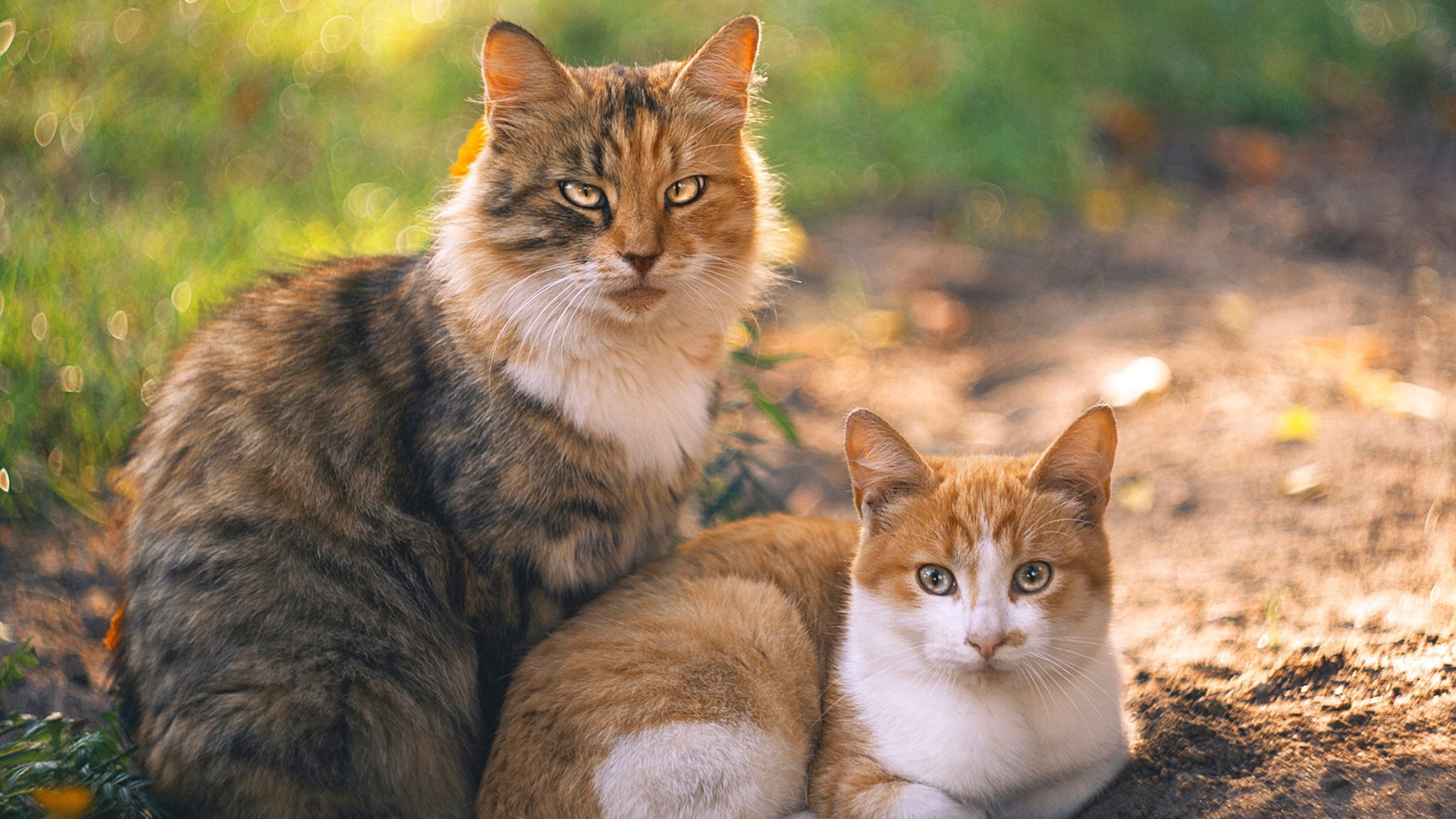 当NBA刺客降临德甲争冠夜，德罗赞的连续得分如何拉开不可逾越的差距