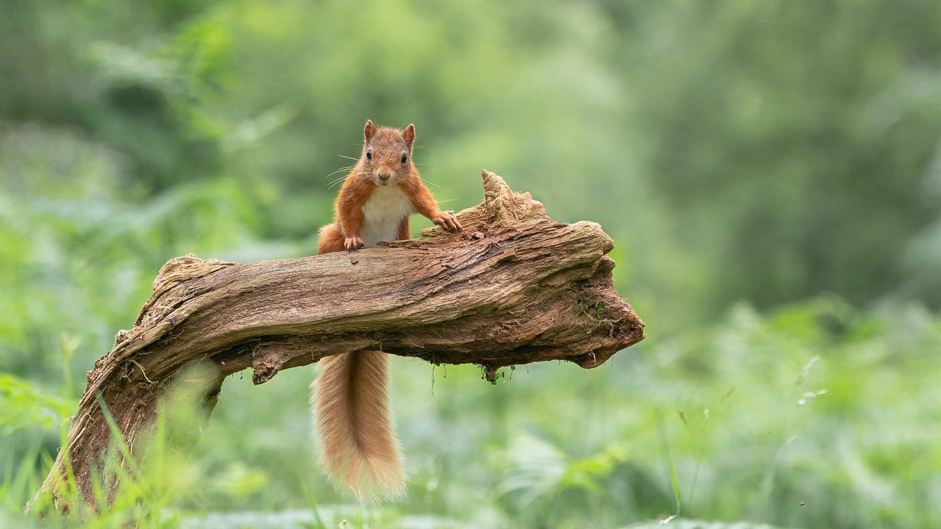 当莱奥点燃圣西罗，星月军团已跨越山海
