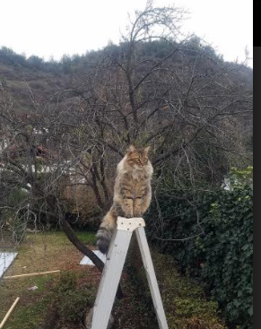 从多伦多到慕尼黑,当枫叶飘扬与马竞旧将同时点燃足球的多元宇宙