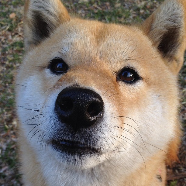 雅典之夜,基米希如奥林匹斯神祇降临,提前终结与AC米兰的欧冠悬念