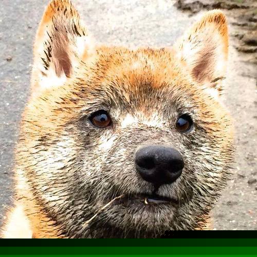 跨国界的幽灵,当白色闪电切特肢解绿色绞索,底特律的叹息在波士顿回响