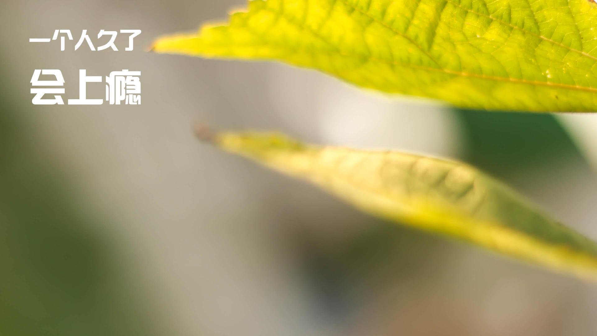 冰与火的协奏，斯通斯的完美防线与加拿大的节奏窒息术