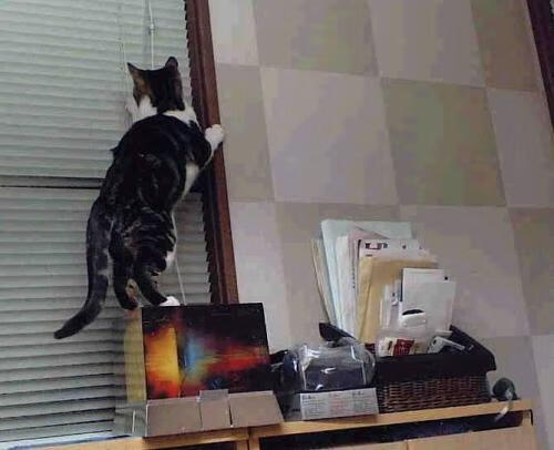 冰与火之歌,当吉林虎啸麦迪逊,锡安化身雪山巨灵