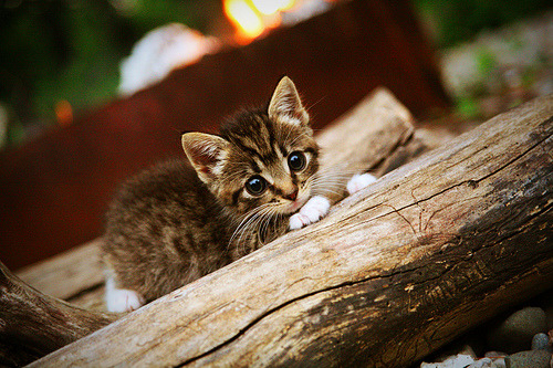 落幕时刻的永恒回声,皮克欧冠绝唱与一场满分告别