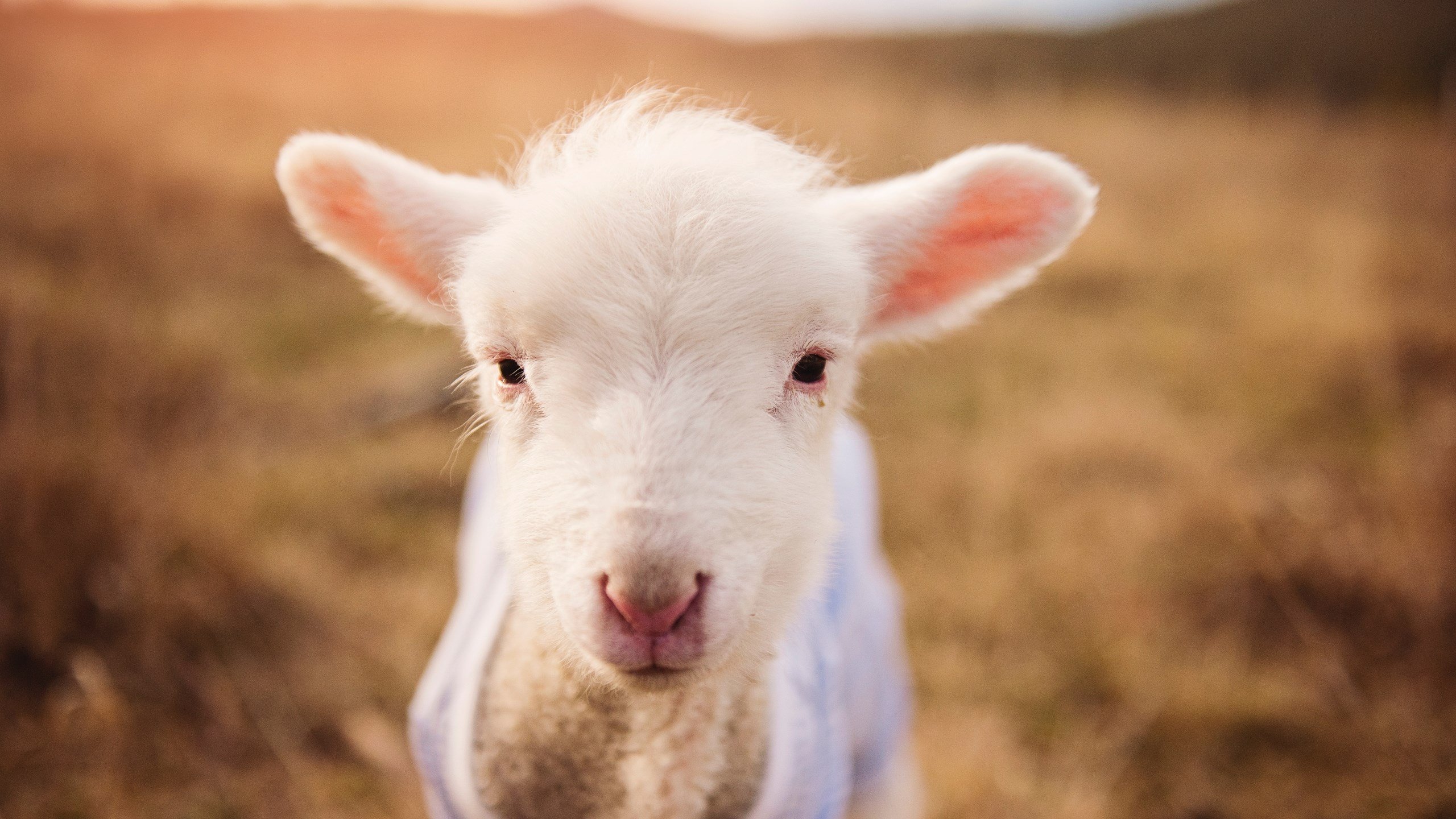 欧冠硝烟滋养南美獠牙，乌拉圭人如何将俱乐部荣耀炼成国家队利刃