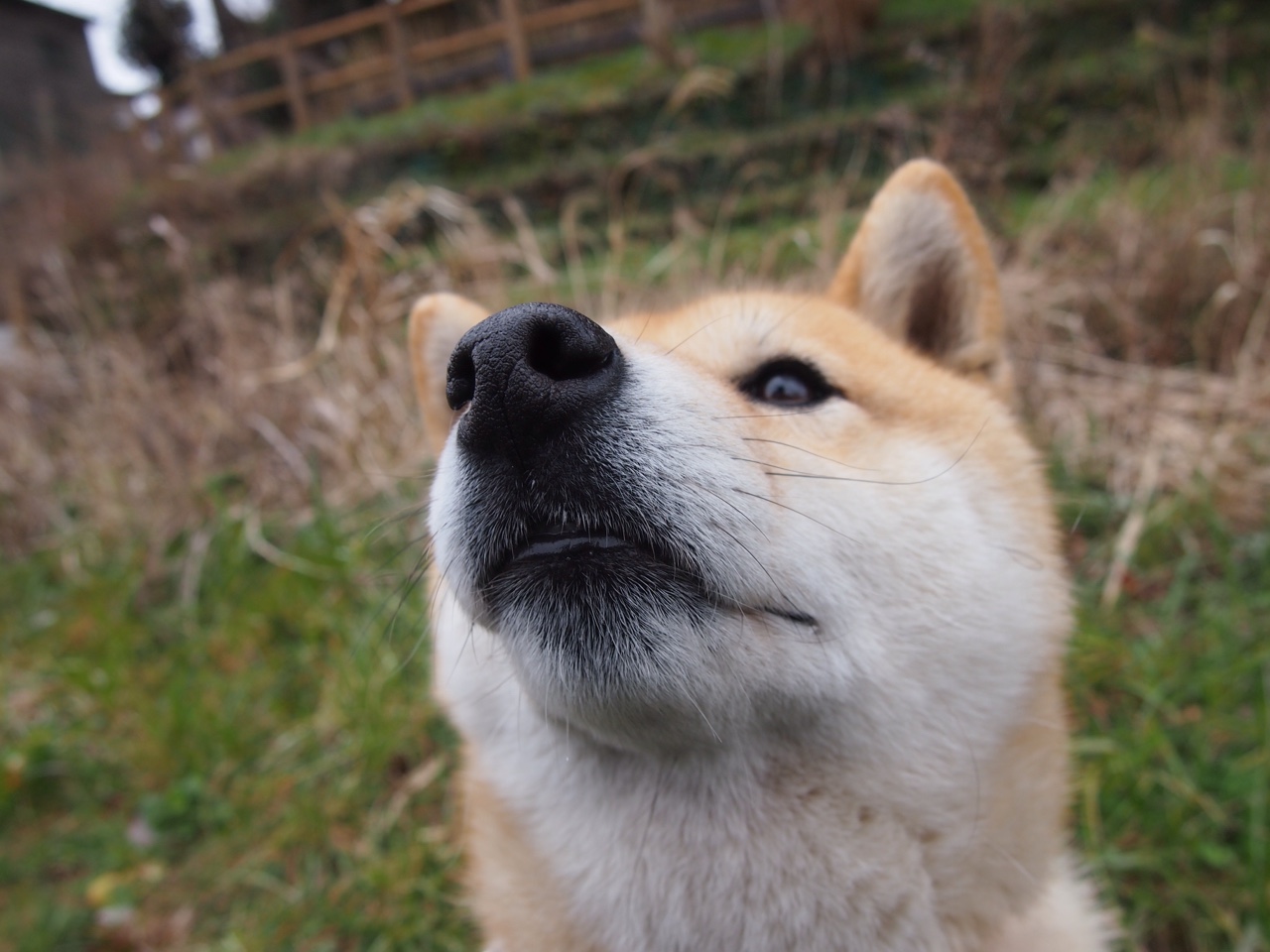 与子同袍,美加墨暴雨夜,拉梅洛扛起的不只是一支球队