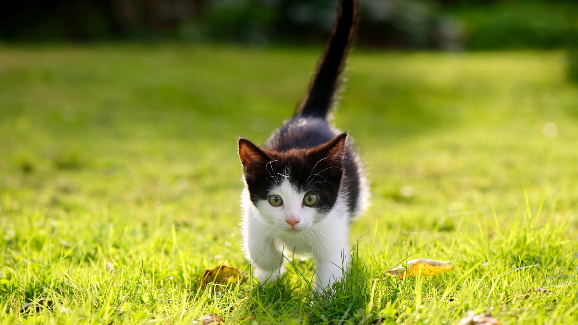 铁壁的崩塌，当波兰防线遭遇劳塔罗，一场系统性摧毁的解剖报告