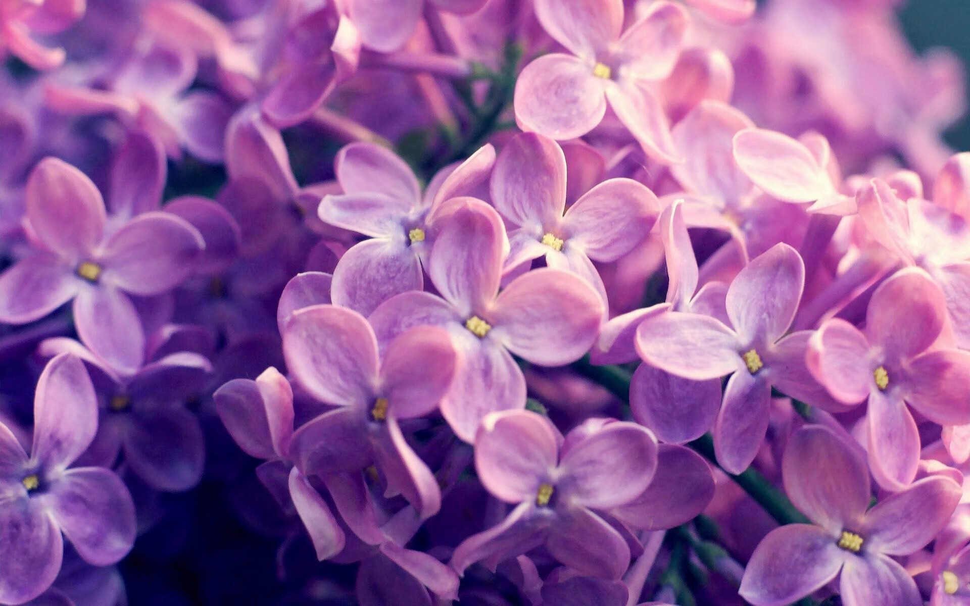 绝杀锋芒与双线证明,当加纳绝处逢生,克瓦拉茨赫利亚击碎所有质疑