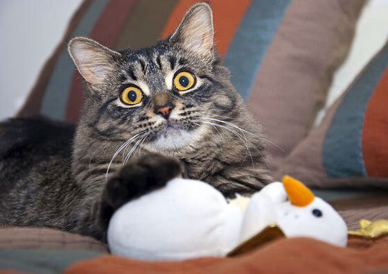 淬火之夜，浓眉以决胜之姿铸就奥运周期关键战