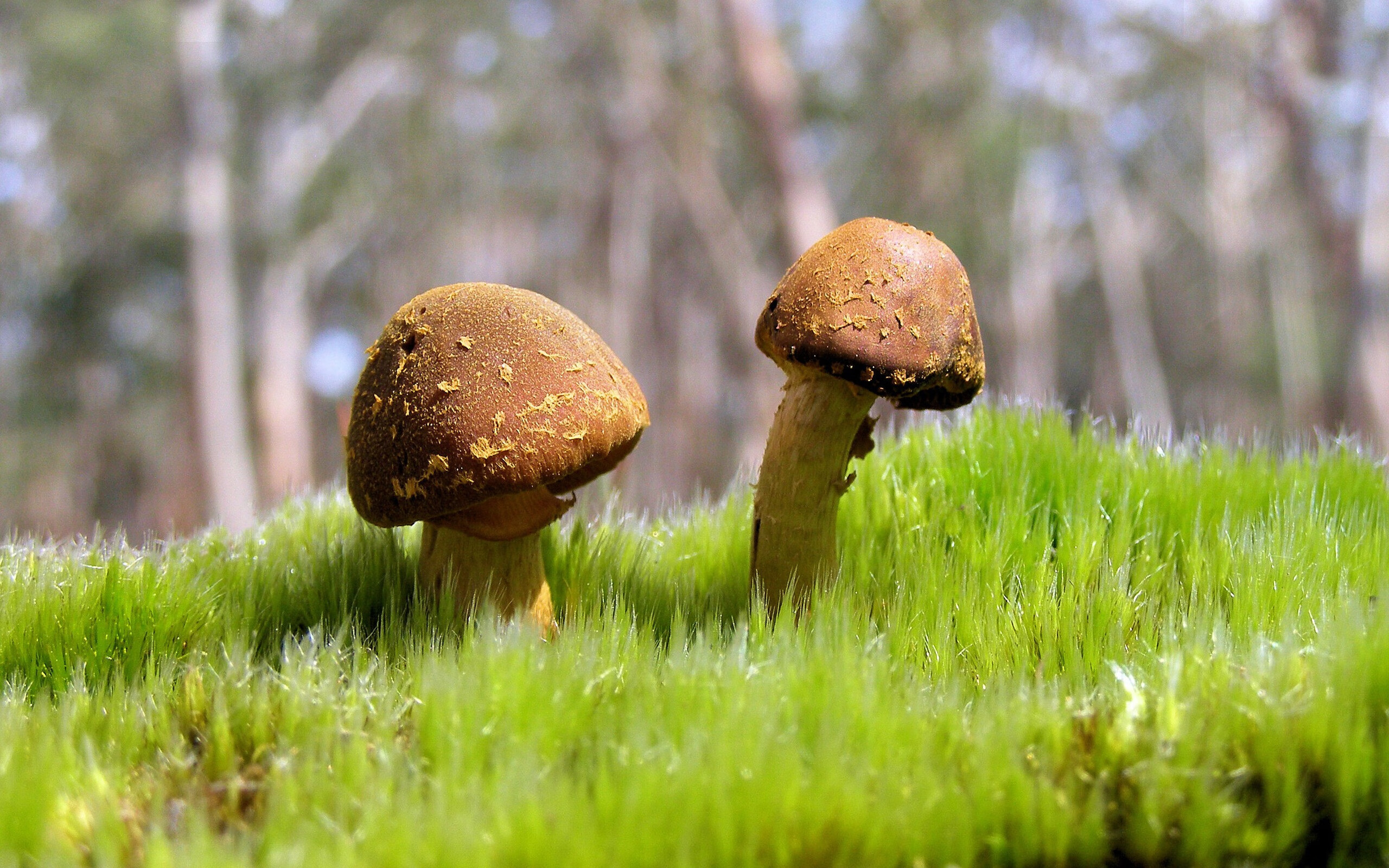 钢铁之躯与绝对理性,伦纳德在世界排名争夺夜的窒息式统治