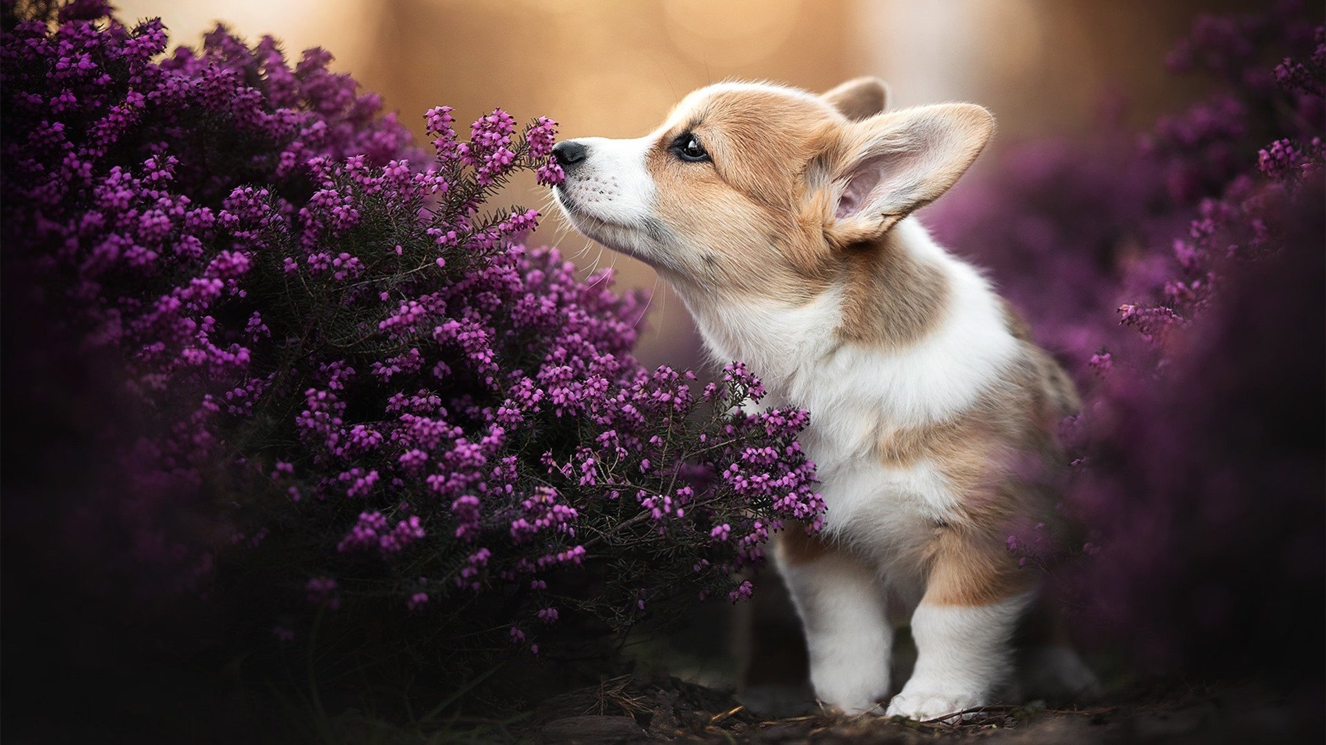 唯一出线权，塞内加尔与厄瓜多尔的宿命对决，如何成为载入史册的年度焦点之战？