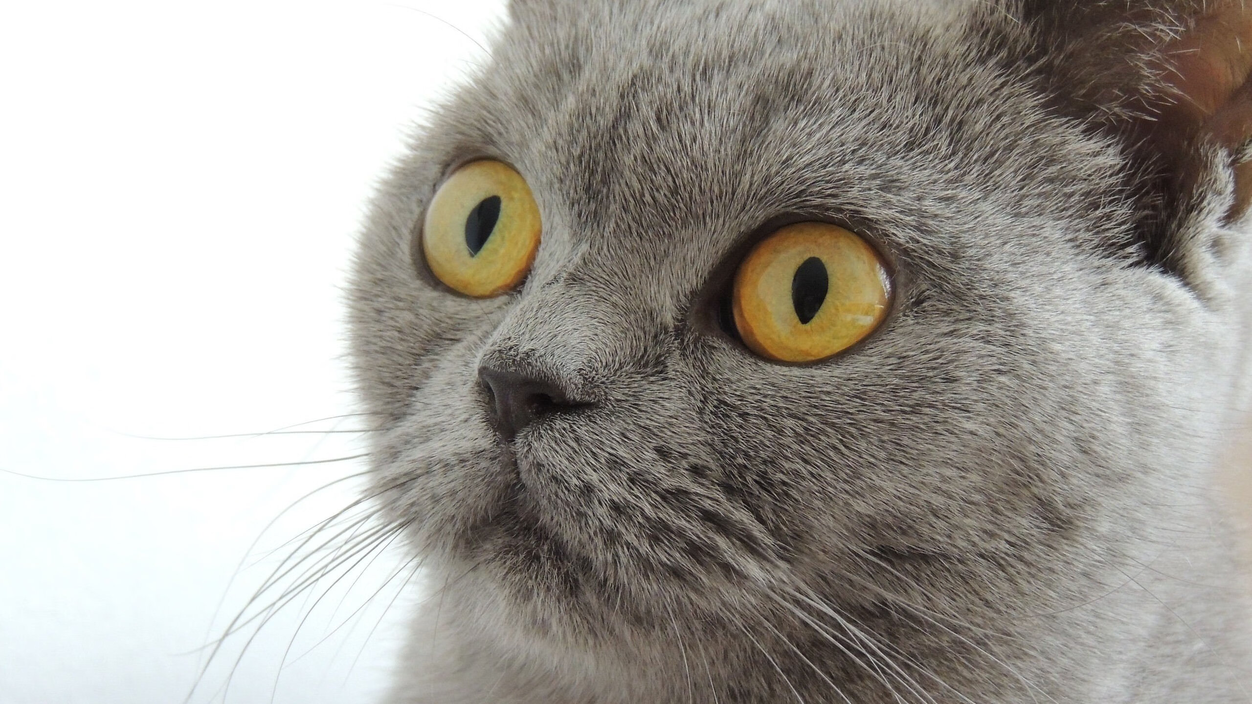 加勒比烈焰焚毁袋鼠军团！格纳布里独造三球导演牙买加火力风暴