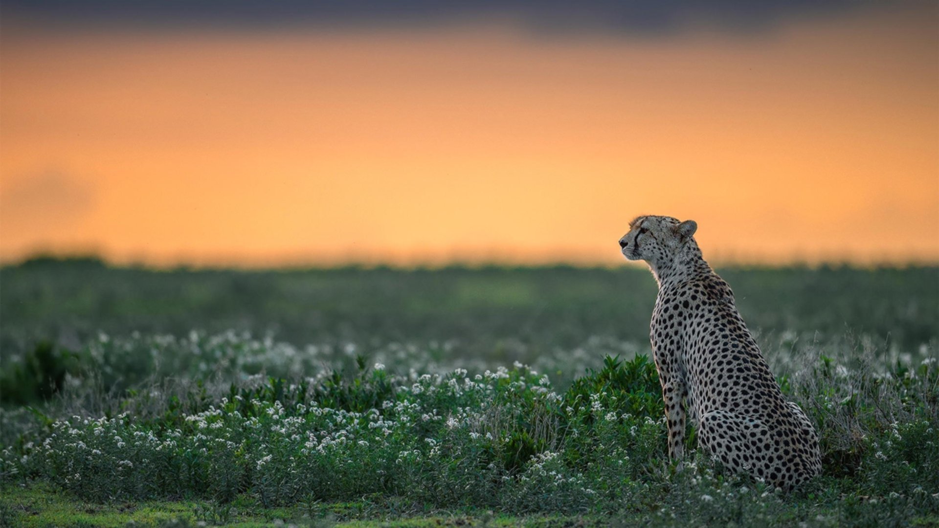 雷霆万钧，火焚苍穹，伦纳德奥运前夜的终极接管