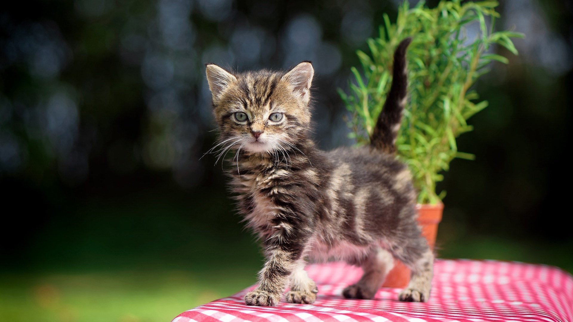 中场艺术与战术铁幕,德布劳内的稳定创造与法国的无情终结