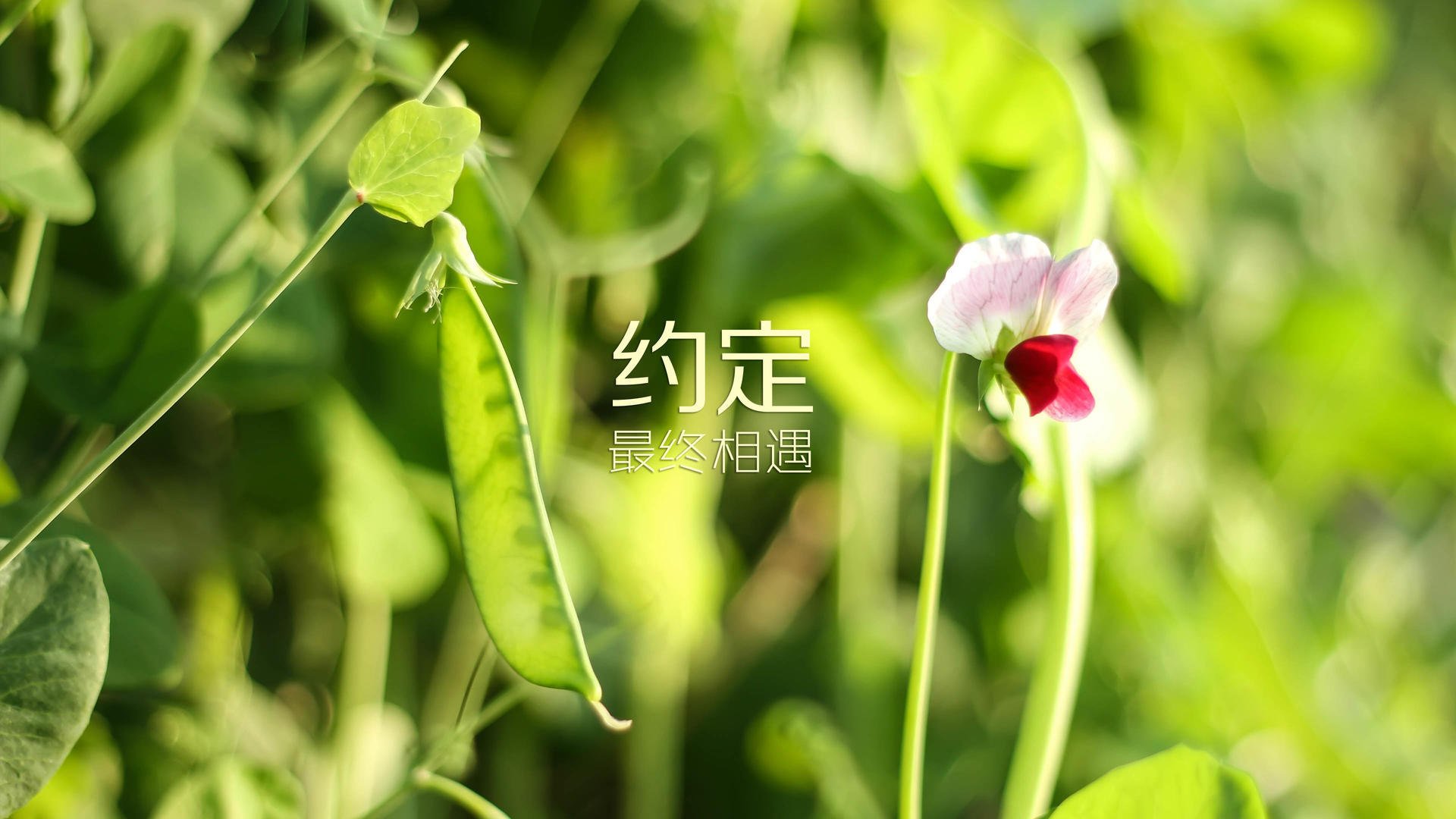 沙漠风暴席卷波斯铁骑,2026世界杯,哈兰德用一场碾压定义最强黑马