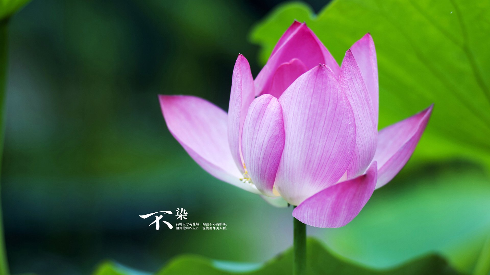 红白狂潮,当越南的闪电撕碎波兰铁幕,哈基米在终场前钉下命运之刃